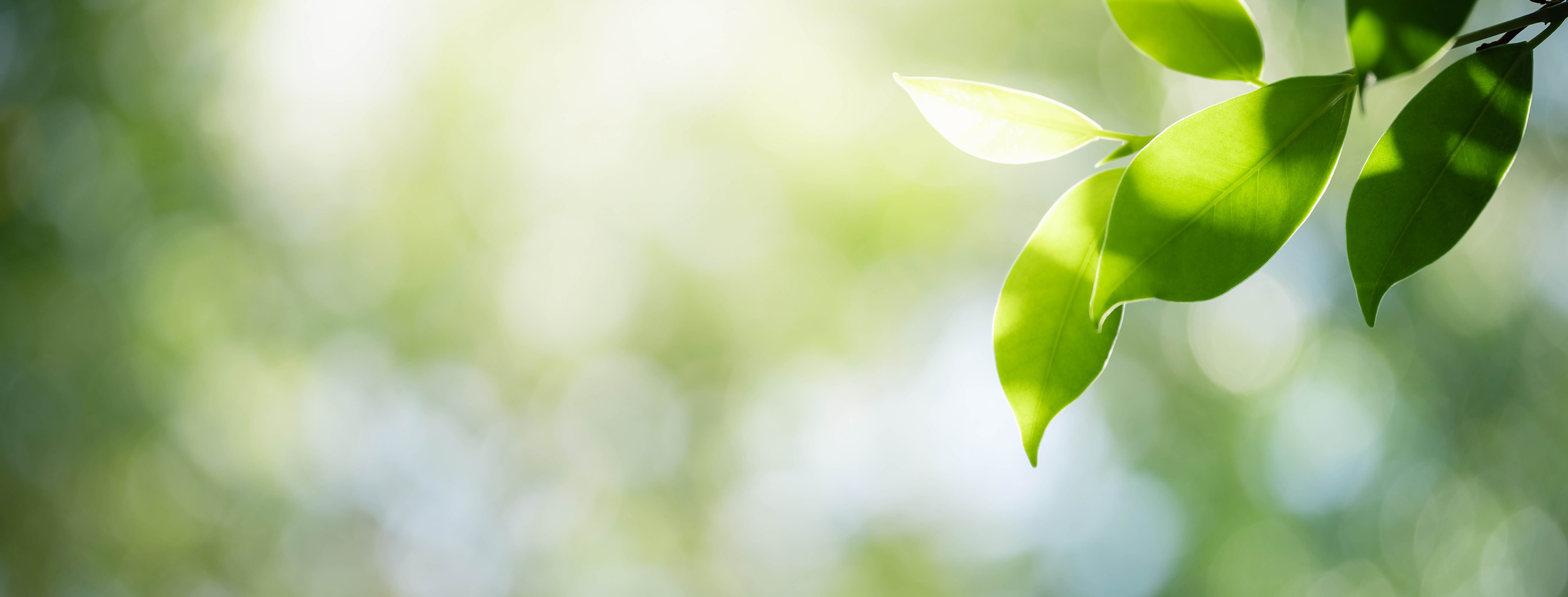 Our Commitment to Sustainability